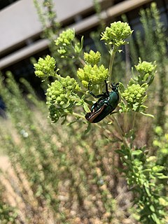 Figeater beetle Species of beetle