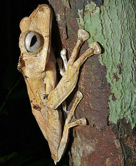 File-eared tree frog