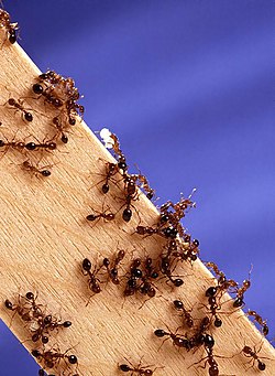 Fourmi de Feu : Des Fourmis de Feu sur une planche en bois