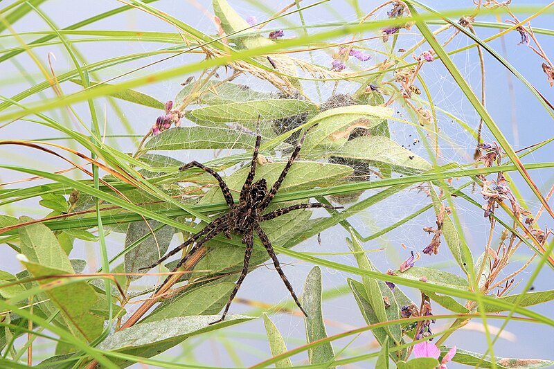 File:Fishing Spider Dolomedes tenebrosus Ontario guarding eggs 0347.jpg