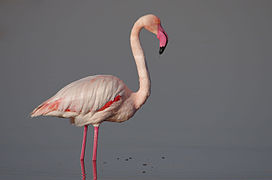 Flamant Rose Vikidia L Encyclopedie Des 8 13 Ans