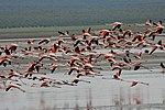 Miniatura para Laguna de Fuente de Piedra