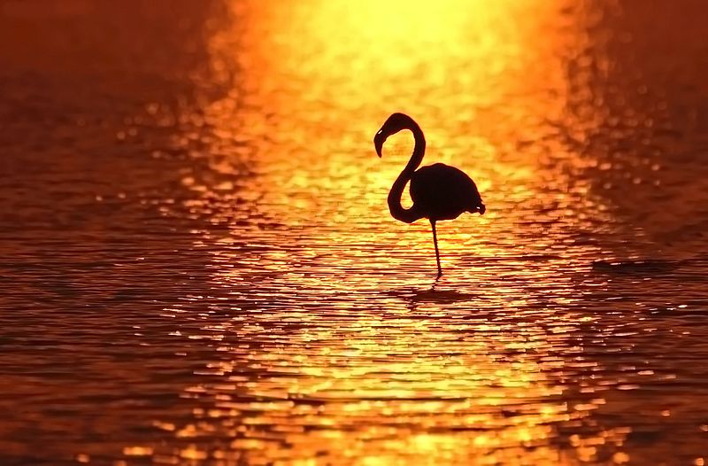 File:Flamingo at Sunset.jpg