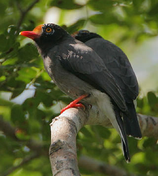 <span class="mw-page-title-main">Chestnut-fronted helmetshrike</span> Species of bird