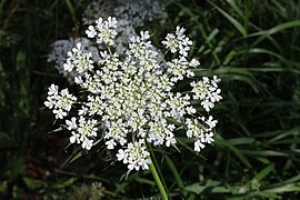 Wild carrot