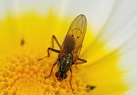 Scatophaga stercoraria (Scatophagidae) Yellow Dung-fly