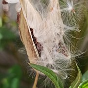 Folículos de Asclepias curassavica.jpg