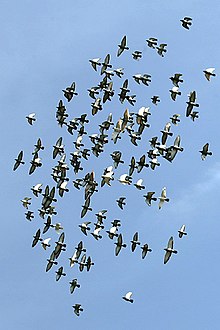 [1] einige Vögel als Schwarm fliegend in der Luft