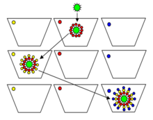 Formation of one compound on one bead Formation of one compound on one bead.png