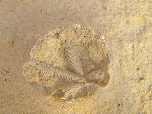 Fossile Einschlüsse im Globigerinenkalk vor dem Xlendi Tower