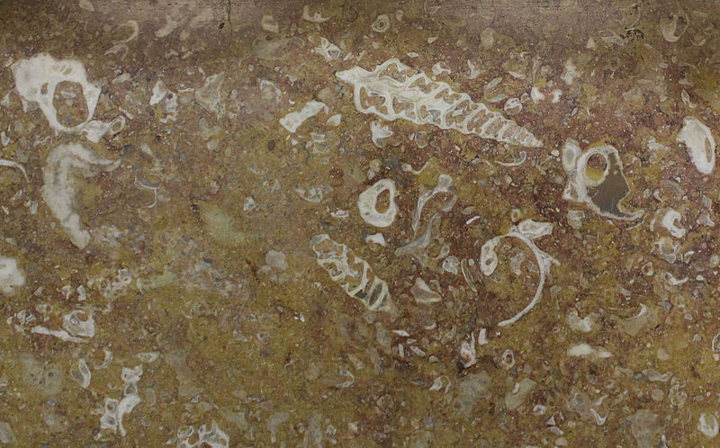 File:Fossils in the Walls of Biblioteka imeni Lenina metro station.jpg