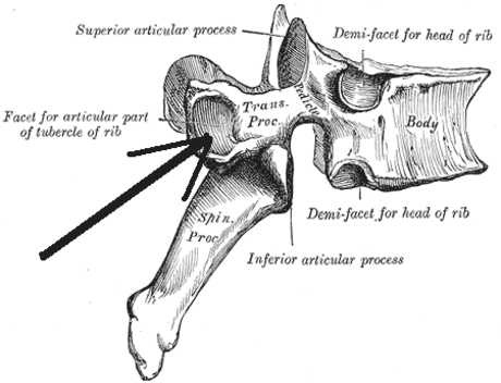 Transverse costal facet