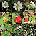 Fragaria iinumae (Montage s3).jpg