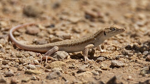 Fringe-fingered Lizard in in the Dghoumes national park in the south of Tunisia