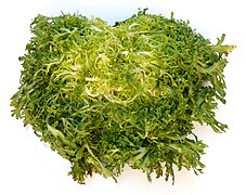 Frisée