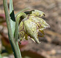 Fritillaria atropurpurea 7.jpg