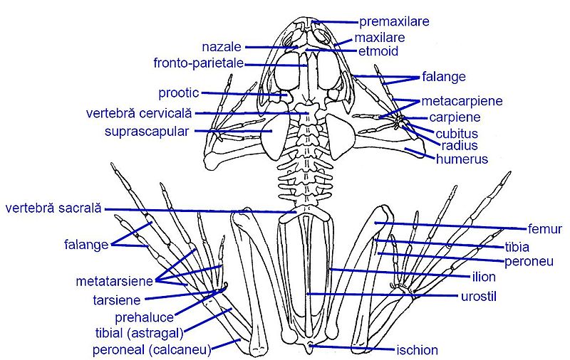 File:Frog skeleton ro.jpg