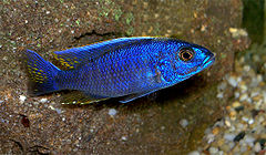 ♂ Sciaenochromis fryeri