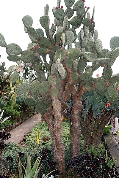 File:Funchal Botanical garden IMG 1798.JPG