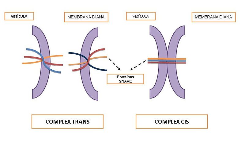File:Fusió amb SNARE.jpg