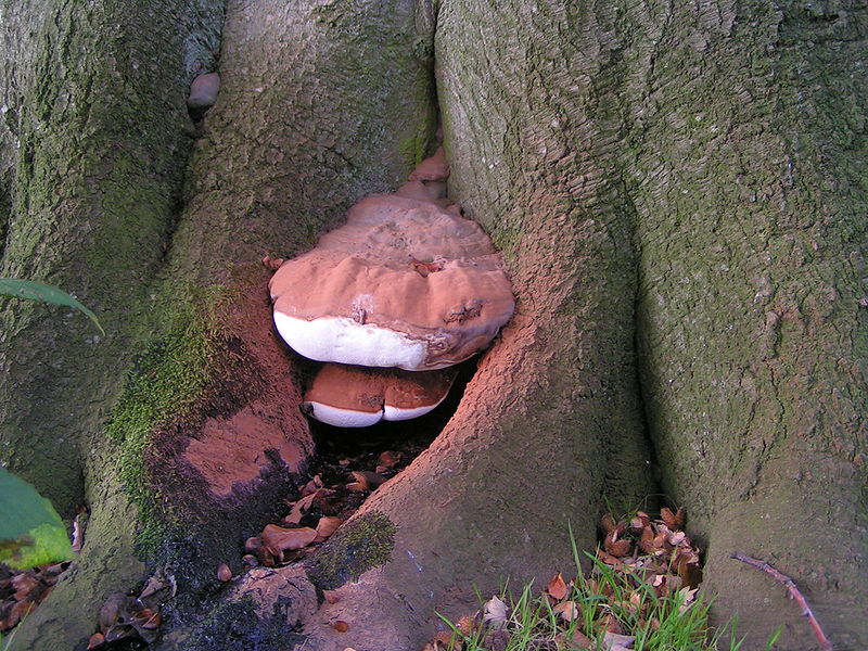 File:Ganoderma australe.jpg