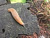Garden slug.jpg