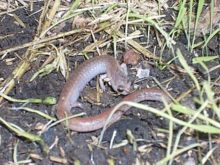 Garden slender salamander Species of amphibian