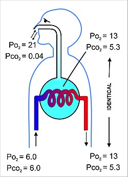 respiratory system flow chart for kids