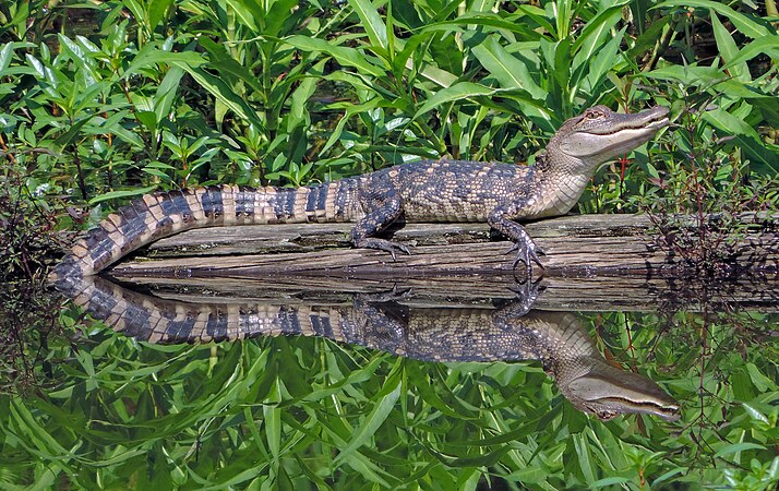 Perfectly calm water allowed a capture of this gator and reflection in Noxubee National Wildlife Refug. Photo by Sam D. Hamilton