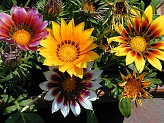 Gazania