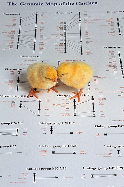 File:Genomic chicks.jpg