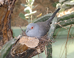 Timanttikyyhky (Geopelia cuneata)