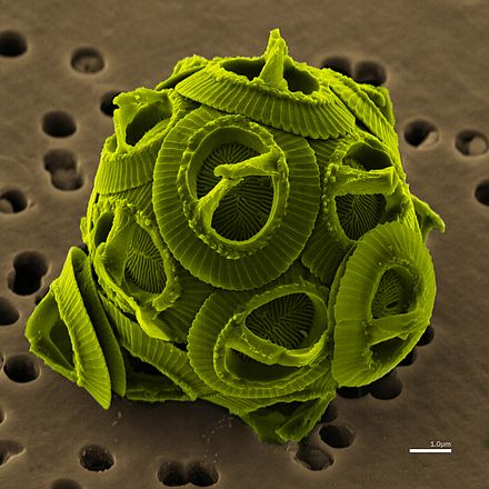 Scanning electron micrograph of Gephyrocapsa oceanica, a haptophyte.
