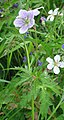 Geranium richardsonii