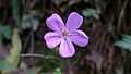 Geranium robertianum flower (14063087865).jpg