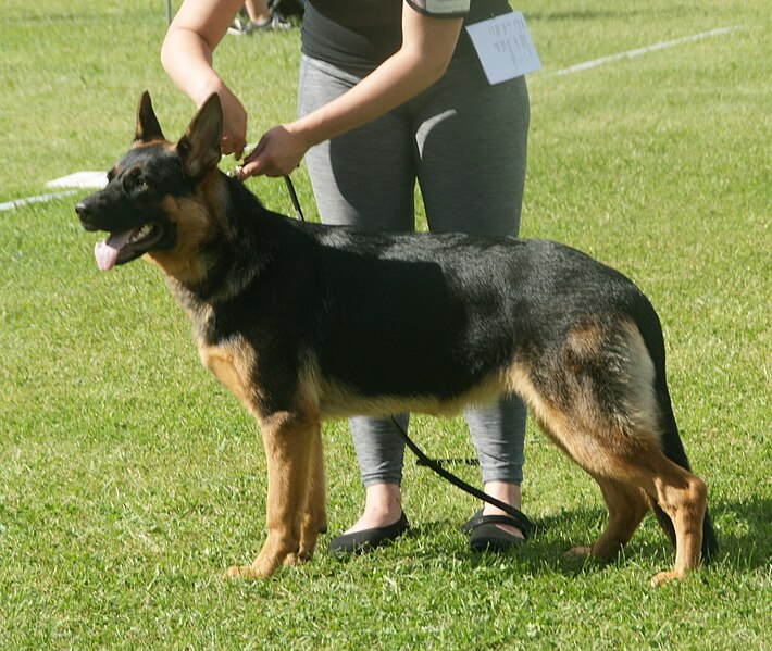 File:German Shepherd Dog Alsatian 4.jpg