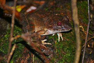 <span class="mw-page-title-main">Giant river frog</span> Species of amphibian