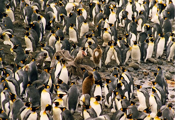 Giant petrel which has just killed a king penguin chick