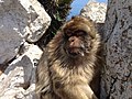 Gibraltar Barbary macaque.jpg
