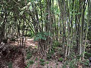  Bambu gombong  Wikipedia bahasa Indonesia ensiklopedia bebas