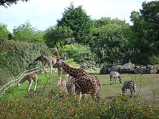 <span class="mw-page-title-main">Belfast Zoo</span> Zoo in Belfast, Northern Ireland