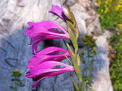 Gladiolus imbricatus a2.jpg