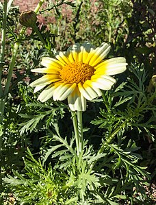 Flore du parc de la Reynerie