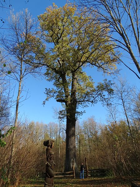 File:Gojaus miško ąžuolas.JPG