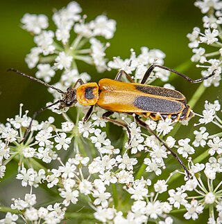 <span class="mw-page-title-main">Goldenrod soldier beetle</span> Species of beetle