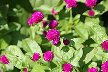 Gomphrena globosa All Around Purple 1zz.jpg