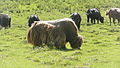 Yak-Bulle im Gorkhi-Terelj National Park