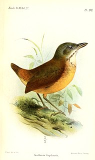 Plain-backed antpitta Species of bird