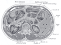 Secção transversa através do meio da primeira vértebra lombar, mostrando as relações com o pâncreas.