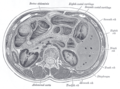 Transverse section through the middle of the first lumbar vertebra.